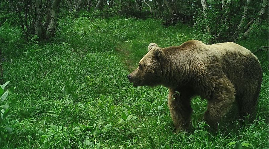 Кавказский медведь фото