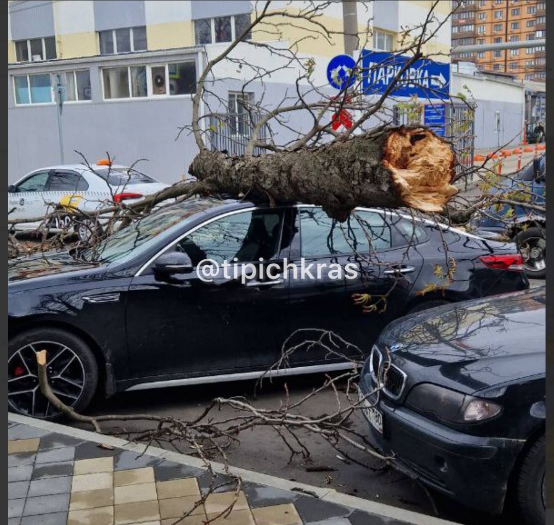 В Краснодаре ввели режим повышенной готовности из-за сильного ветра. В  городе падают деревья