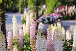 Люпины в Японском саду парка «Краснодар» © Фото Марины Солошко, Юга.ру