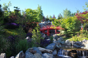 Шалфей в Японском саду парка «Краснодар» © Фото Марины Солошко, Юга.ру