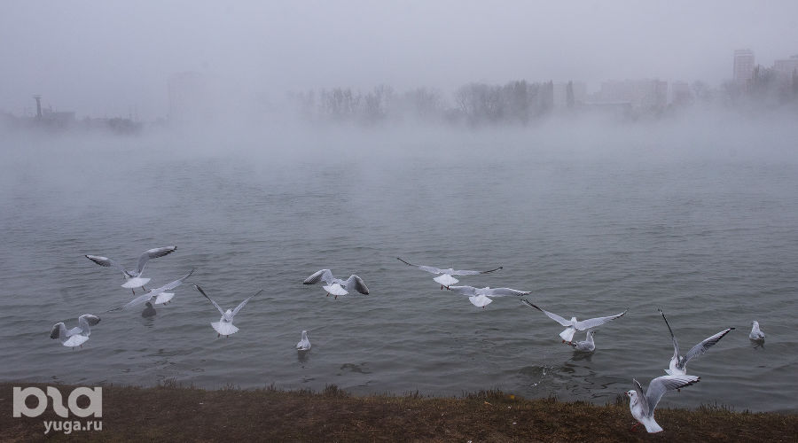  © Фото Елены Синеок, Юга.ру