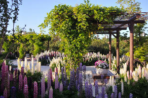 Люпины в Японском саду парка «Краснодар» © Фото Марины Солошко, Юга.ру