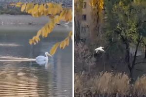  © Скриншот из видео из телеграм-канала «Хороший Краснодар»