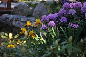Весна в Японском саду парка «Краснодар» © Фото Марины Солошко, Юга.ру