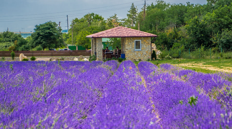 Лавандовое поле краснодарский край где. Лефкадия Краснодарский край Лавандовые поля. Семигорье Краснодарский край Лавандовые поля. Лавандовое поле Семигорье Новороссийск. Лавандовые поля в Крыму 2022.