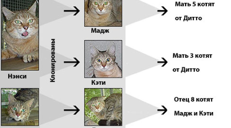 Папа котенок. Семейное дерево кошек. Родовое Древо котика.