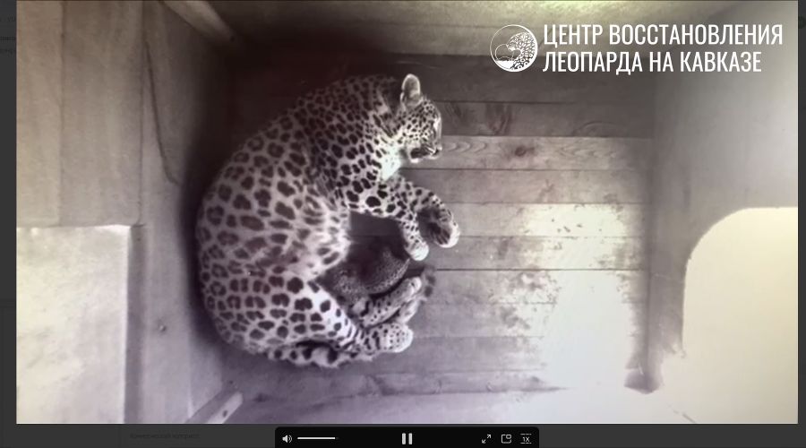  © скриншот видео из телеграм-канала https://t.me/leopardcenter/208