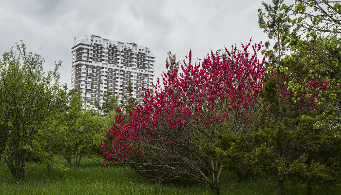 Хеномелес © Фото Иолины Грибковой, Юга.ру